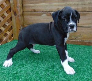 humorous Boxer Puppies