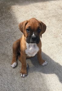 BoXeR Puppies