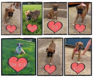 Adorable Purebred AKC Boxer Puppies