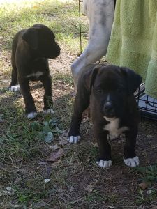 Puppies for sale