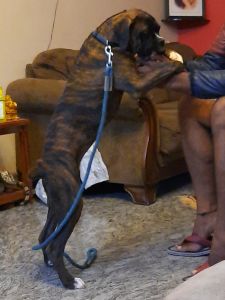 Brindle boxer 6 months