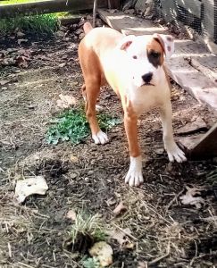 Purebred Male Boxer Puppy
