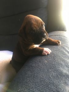 CKC Boxer Puppies