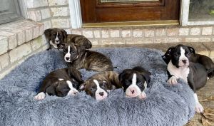 Beautiful Boxer mix puppies