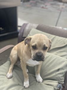 BABY BOYS NEEDS HOME