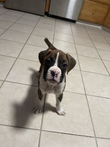 Boxer puppy