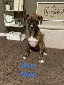 AKC Boxer Puppies