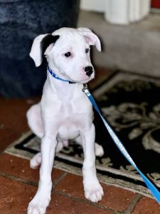 Boxer Mix 4 Month Old