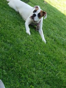 5 1/2 month full blooded female boxer