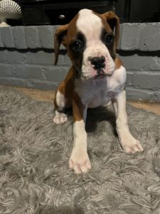Boxer puppies
