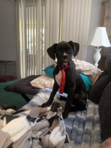 Six month old black boxer