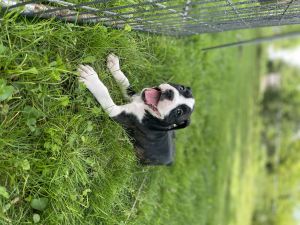 Purebred Boxer Puppies
