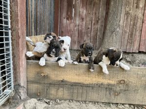 Pure breed Boxer puppies