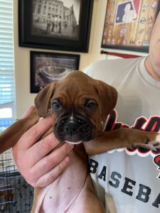 9 week old AKC Boxer Puppies