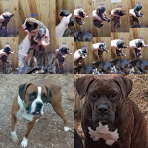 Boxer pups