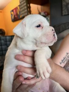 CKC purebred boxer puppy