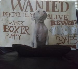 Beautiful pure bred Boxer pups