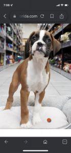 AKC pure Boxer