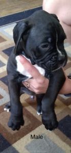 Adorable Boxer Puppies