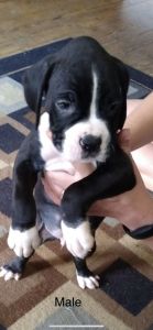 Boxer puppies