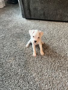 11 weeks old puppies