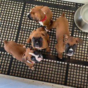 Precious Boxer Puppies
