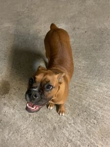 Boxer puppy