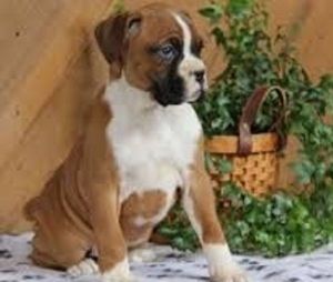Cute Boxer Puppies