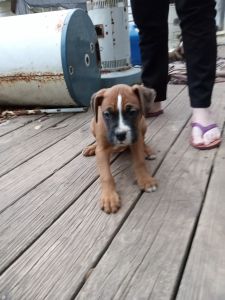 Boxer puppies