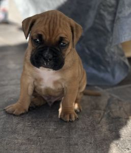 Bóxer pure bread 6 weeks old