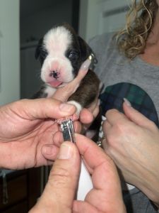 Bree - reverse brindle female