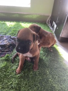 Boxer puppies for sale