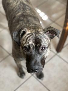 Find Chyene a hood home