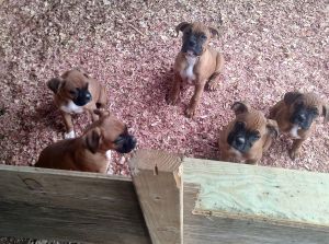 AKC Boxer Puppies