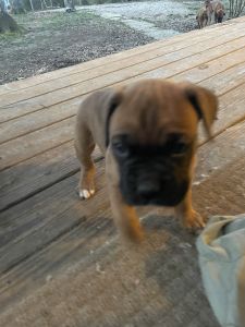 Boxer puppies for sale