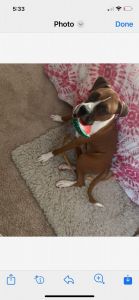 Boxer male for sale one year old