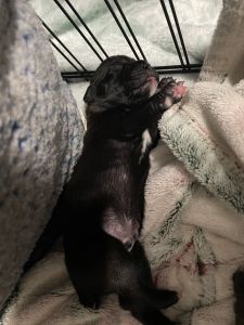 Boxer puppies for sale