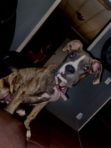 Maverick Boxer puppy