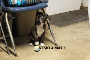 Nemo AKC boxer