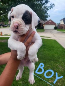 Baby boxer [Boy]