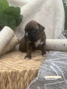 Boxer pup Iris