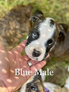 AKC Registered Boxer Puppies