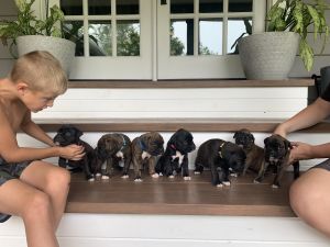 AKC Boxer pups!