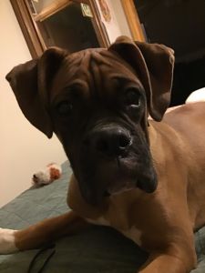 Boxer female puppy
