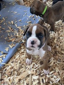 AKC European Boxer