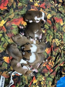 Boxer puppies for sale