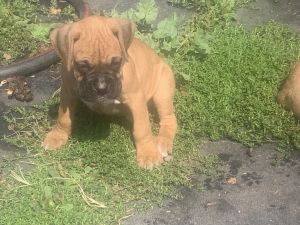 AKC Certified Boxer Puppies