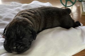 AKC BOXER PUPPIES FOR SALE IN NEBRASKA