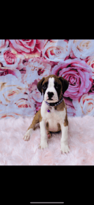 Boxer puppies