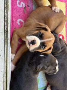 Boxer puppy